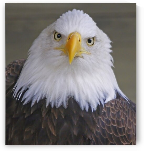 Bald eagle  by Jim Radford