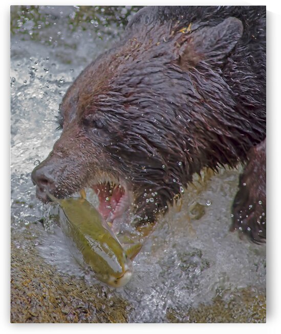 Grizzly bear and dinner by Jim Radford