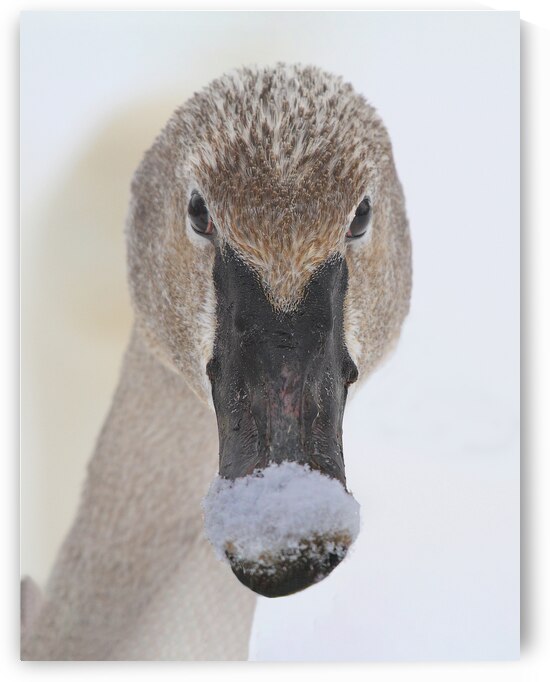 Trumpter swan by Jim Radford