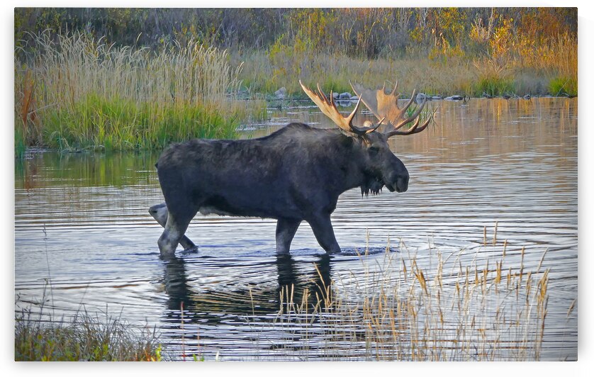Bull moose in Wyoming by Jim Radford