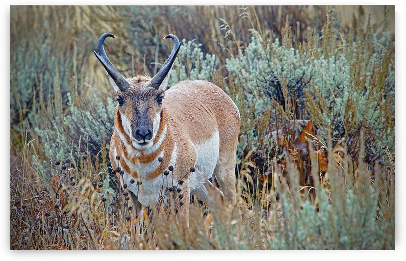 Pronghorn Antelope by Jim Radford