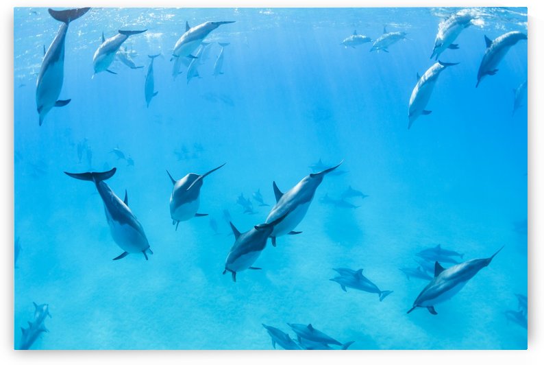 Dolphins Swimming in the Ocean, Amazing Underwater View by PacificStock