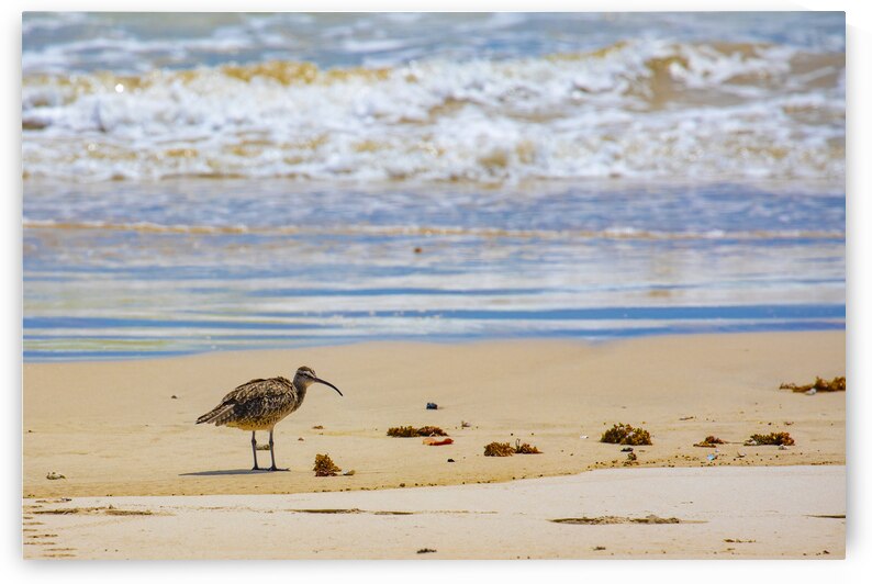 Whimbrel  by Cintia Campos