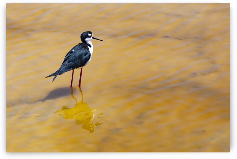 Black Necked Stilt by Cintia Campos