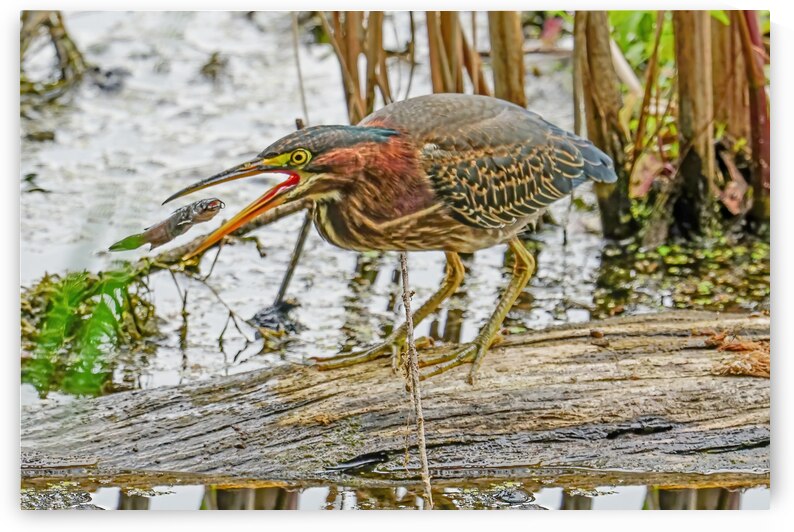 Green Heron doing dinner  by Jim Radford