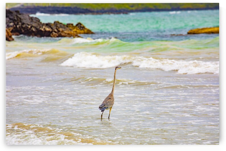 Great Blue Heron on Isabela Island by Cintia Campos