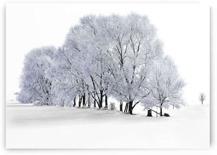Hoarfrost in Minnesota by Jim Radford