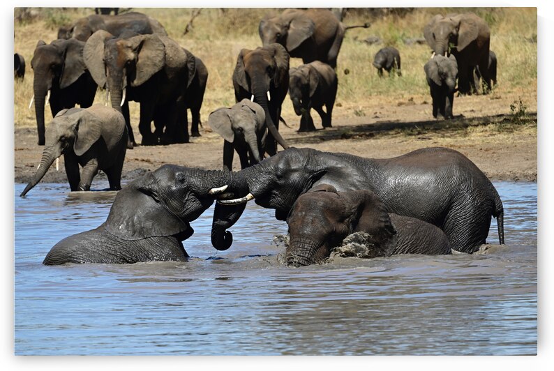 Adolescent Elephants Tussling by Tom Fritz