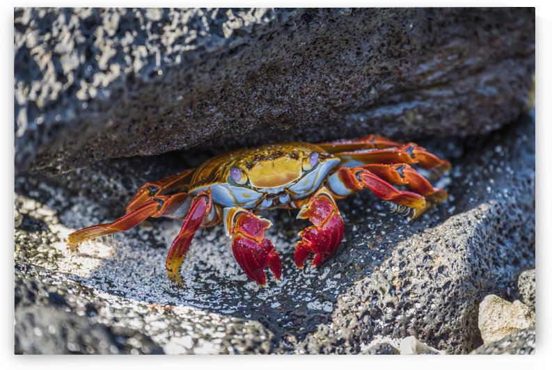 Adult Sally Lightfoot crab (Grapsus grapsus) under grey rock; Galapagos Islands, Ecuador by PacificStock