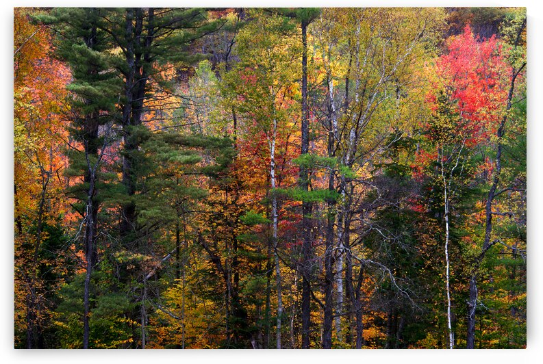 ART of NATURE029 by Jeremy Horner Images