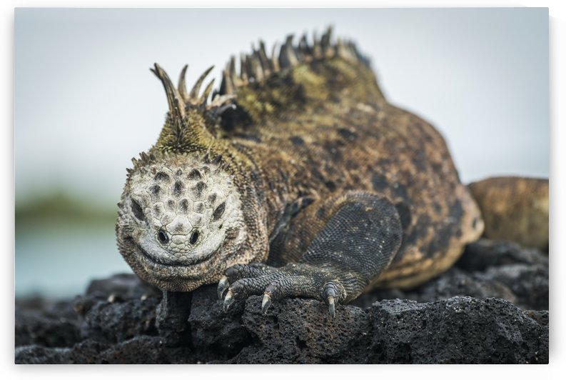 Marine iguana (Amblyrhynchus cristatus) on grey rocks beside sea; Galapagos Islands, Ecuador by PacificStock