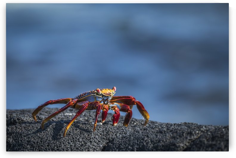 Sally Lightfoot crab (Grapsus grapsus) on grey volcanic rock; Galapagos Islands, Ecuador by PacificStock