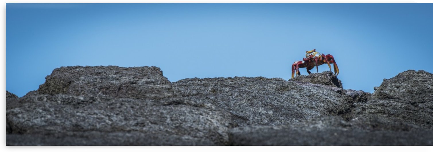Sally Lightfoot crab (Grapsus grapsus) on rocky horizon; Galapagos Islands, Ecuador by PacificStock