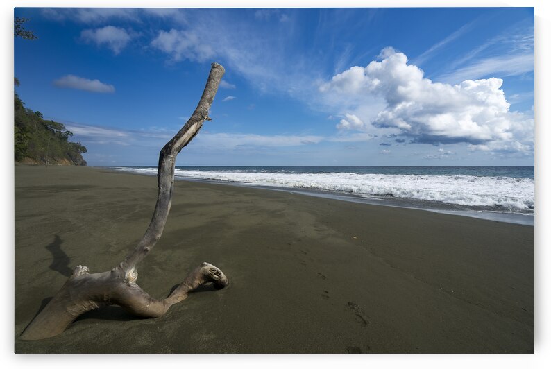 Bois mort by Sophie Thibault