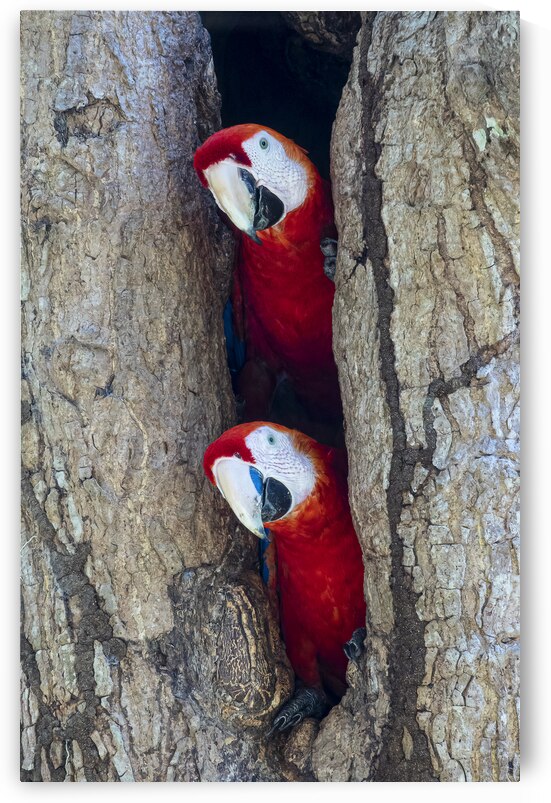 Aras rouges by Sophie Thibault