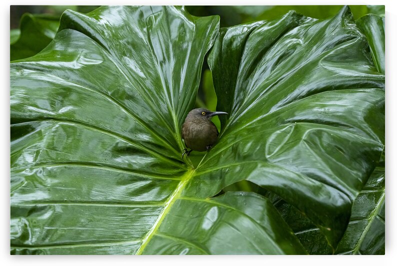Trembleur brun by Sophie Thibault