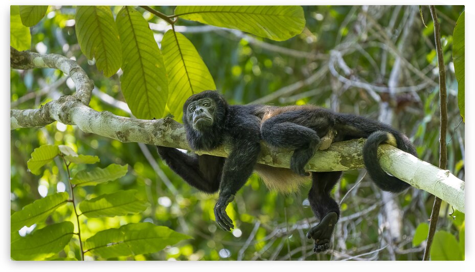 Farniente by Sophie Thibault