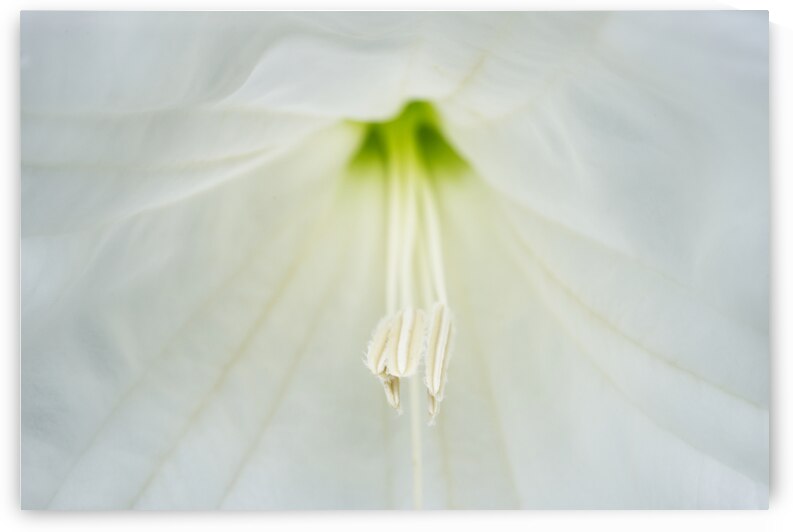 Moonflower Stamen Macro by Iris H Richardson