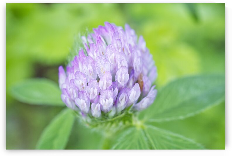 Purple Closer Flower with Morning Dew 0725 by Iris H Richardson