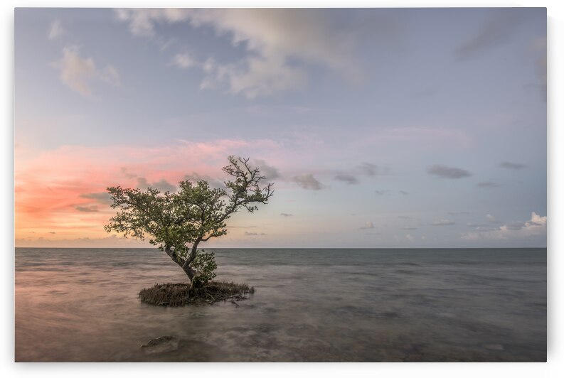 Above the Tide by Images By Jon Evan