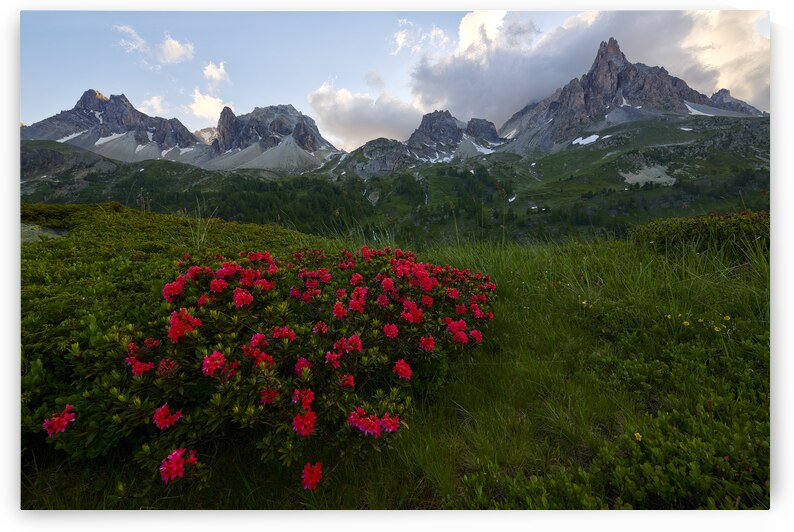 Flowers in the Alps by Images By Jon Evan