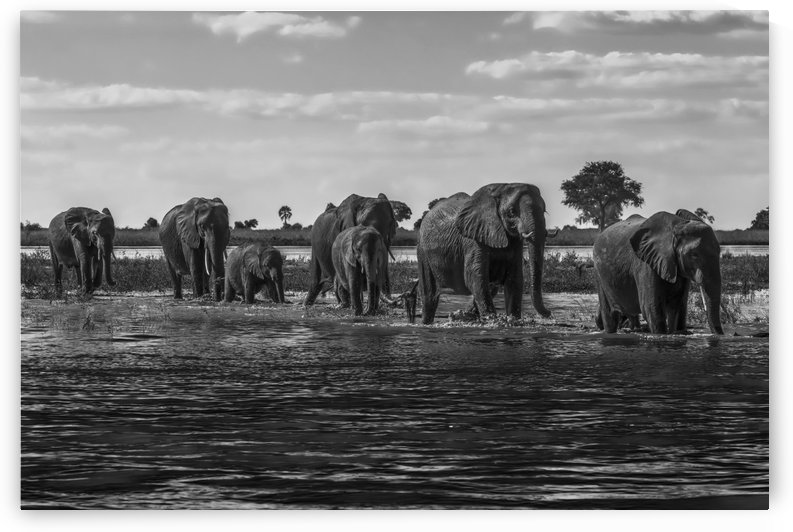 Line of elephants (Loxodonta africana) crossing river in sunshine; Botswana by PacificStock