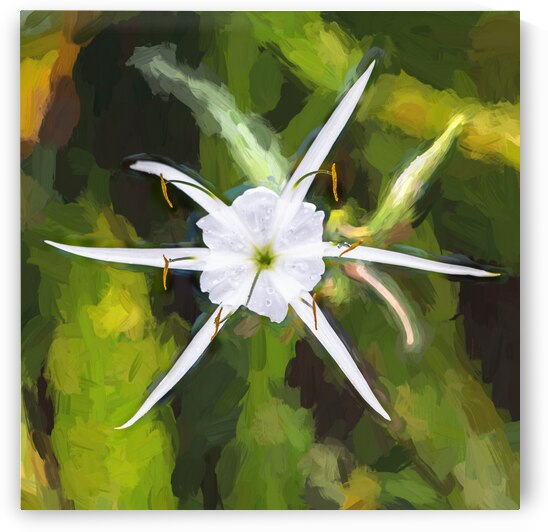 Spider Lily Beauty  X119 by Rich Franco