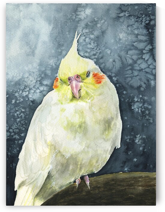 Buttercup the Cockatiel by Taphath Foose