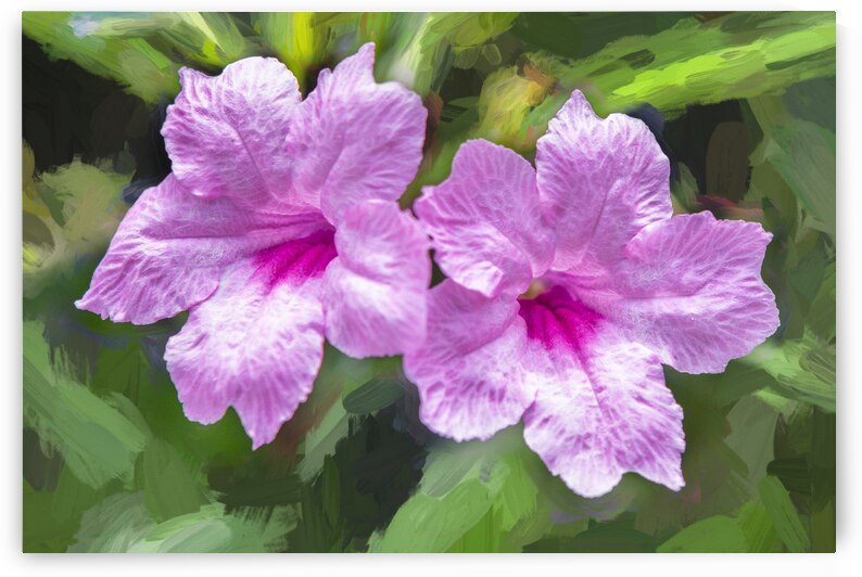 Pink Mexican Petunias Ruella X106 by Rich Franco