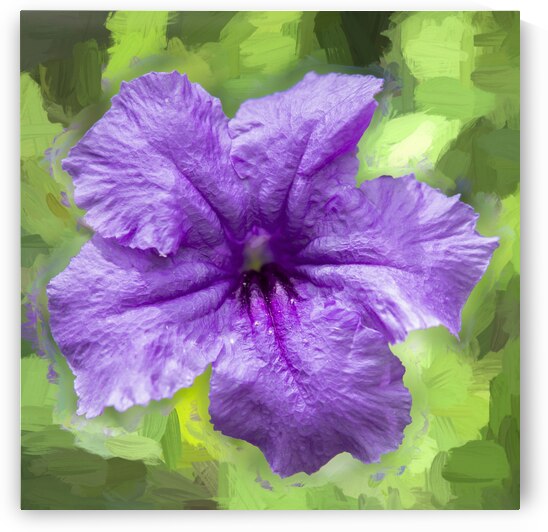 Purple Mexican Petunias Ruella X105 by Rich Franco