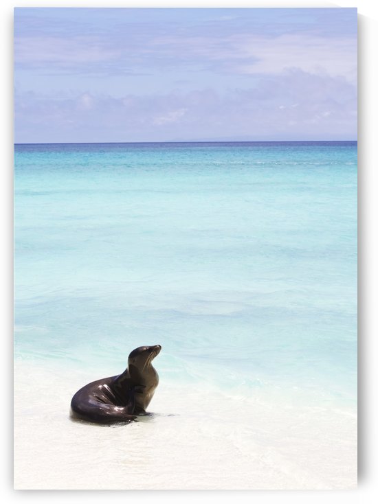 Sea lion on white sand beach with crystal clear turquoise water by PacificStock