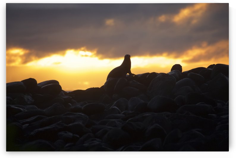 Sea lion on rocky promontory silhouetted against a golden sunset by PacificStock
