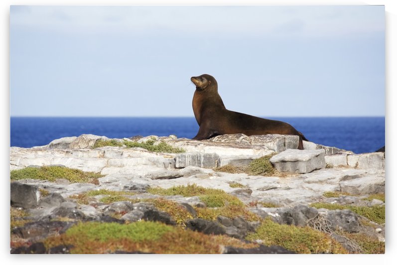 Sea lion on rocky promontory above blue sea bay by PacificStock