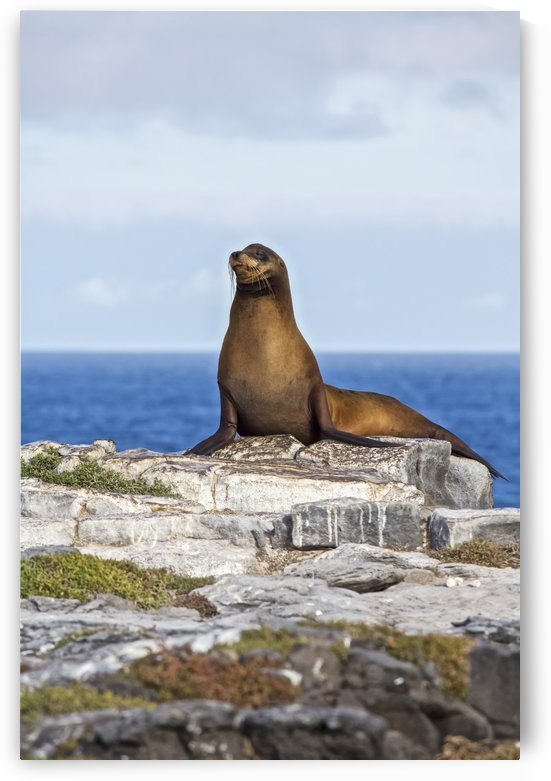 Sea lion on rocky promontory above blue sea bay by PacificStock