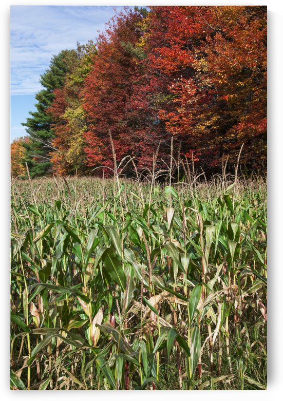 Corn growing in a field and autumn coloured leaves; Stowe, Vermont, United States of America by PacificStock