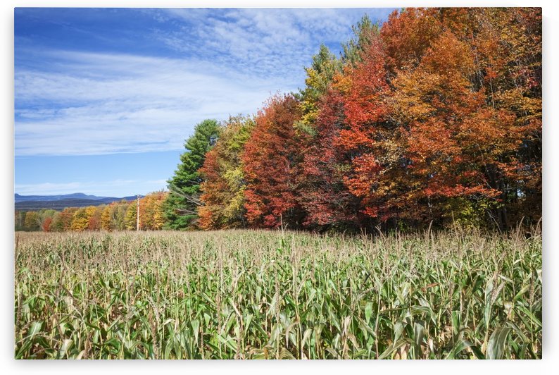 Corn growing in a field and autumn coloured leaves; Stowe, Vermont, United States of America by PacificStock