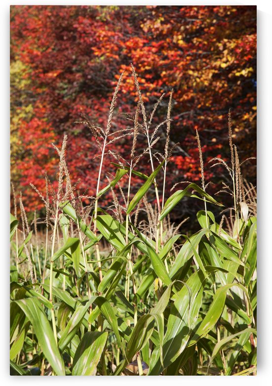 Corn growing in a field and autumn coloured leaves; Stowe, Vermont, United States of America by PacificStock