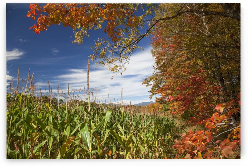 Corn growing in a field and autumn coloured leaves; Stowe, Vermont, United States of America by PacificStock