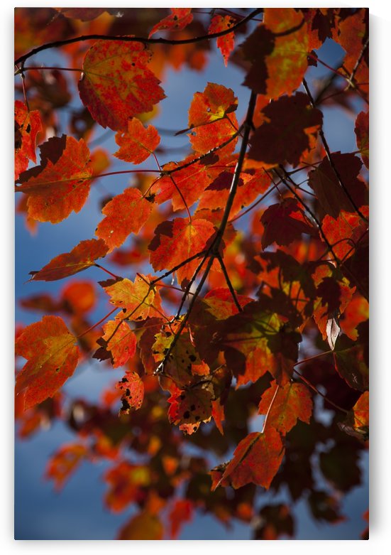 Close up of bright red leaves with blue sky in autumn; Stowe, Vermont, United States of America by PacificStock
