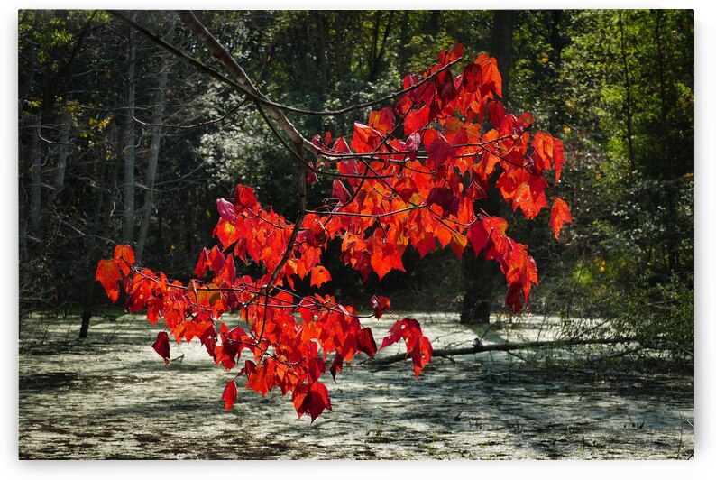   Fall Color in Lutsen by Jim Radford