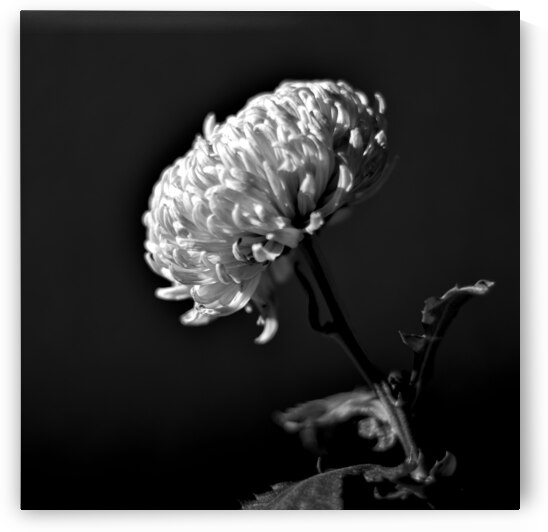 Fleur blanche 1 by Marc Andre Laurin