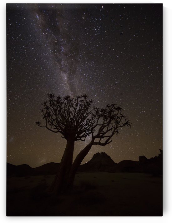 The milky way slashes across the night sky above a quiver tree (kokerboom, aloe dichotoma) in Richtersveld National Park; South Africa by PacificStock