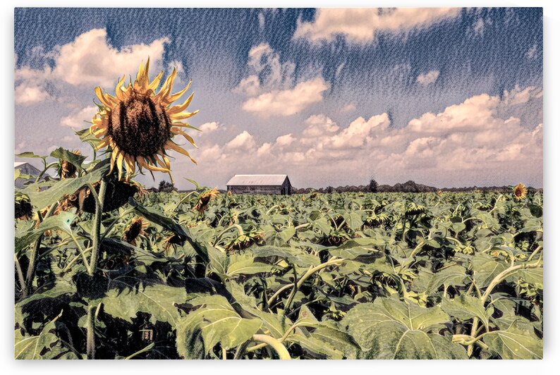 Solitary Sunflower in Charcoal by Bill Swartwout Photography