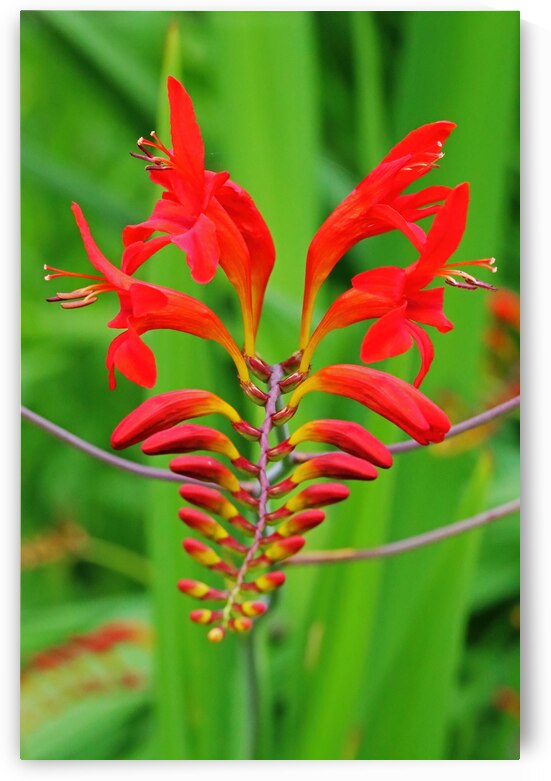 Fiery Lucifer by Deb Oppermann