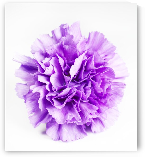 Purple Carnation on White by Iris H Richardson