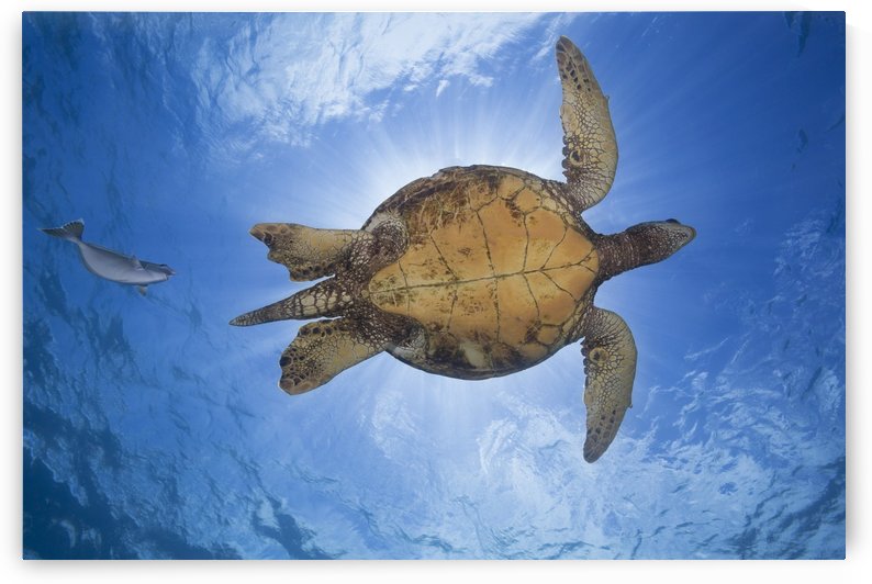 This male green sea turtle (Chelonia mydas), an endangered species, is being followed closely by a spotted unicorn fish (Naso brevirostris); Hawaii, United States of America by PacificStock