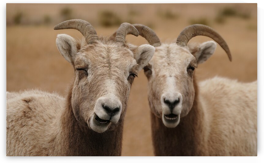 Dual big horns by Jim Radford