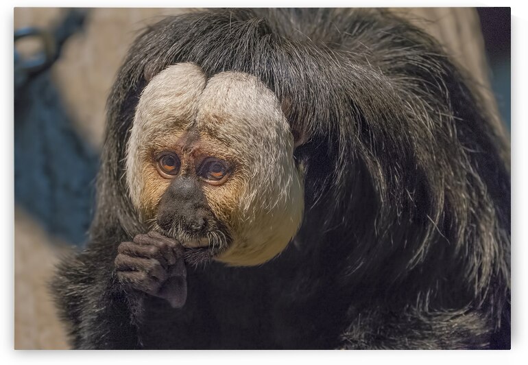 Speak no evil  by Jim Radford