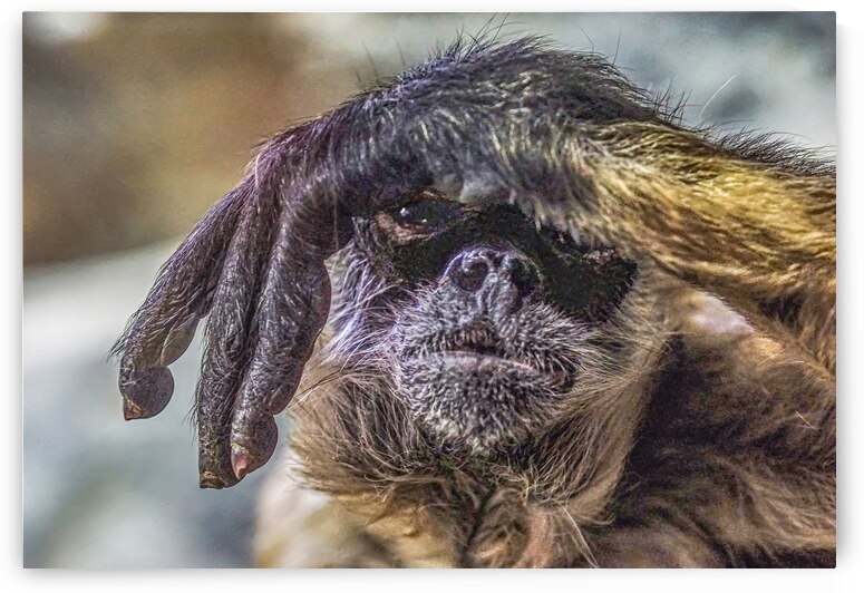 See no Evil   by Jim Radford