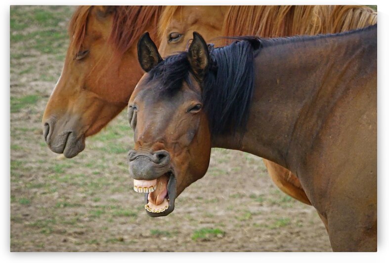 Washington horses by Jim Radford